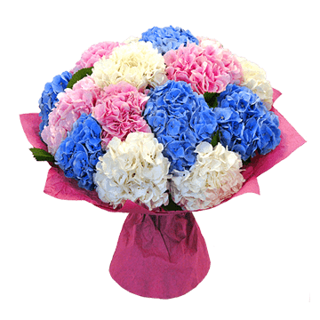 Hortensias