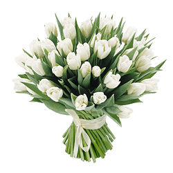 White tulips