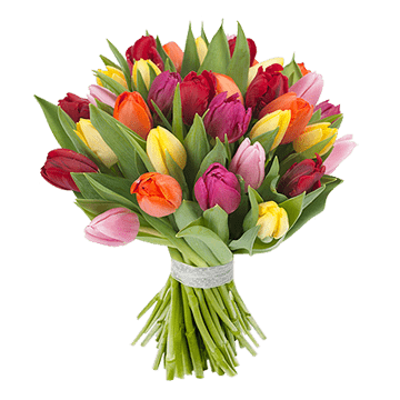 Tulipanes