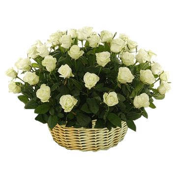Panier de roses blanches