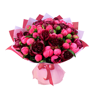 Pivoines