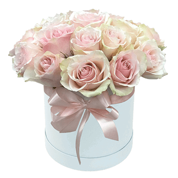 Pink roses in box