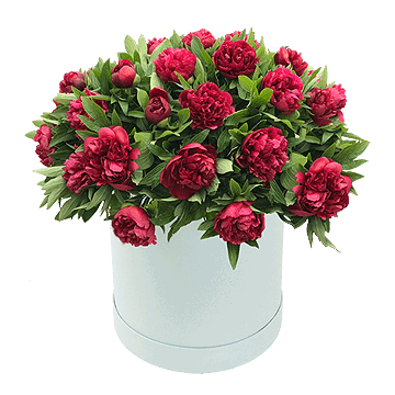 Peonies in box