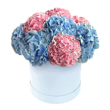 Hortensias dans une boîte