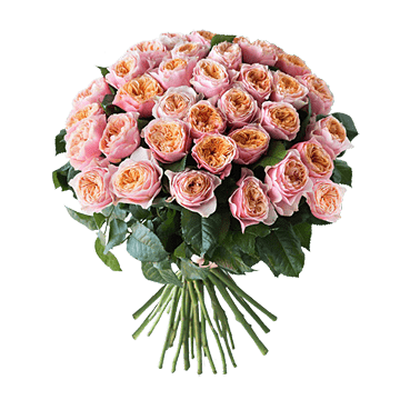Rosas de peonia