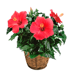 Hibiscus