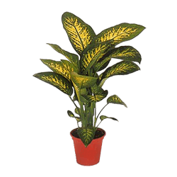 Dieffenbachia