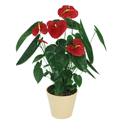 Anthurium