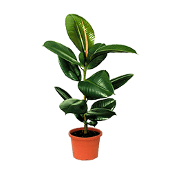Ficus