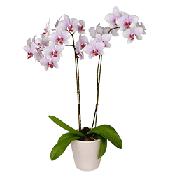 Orchidee