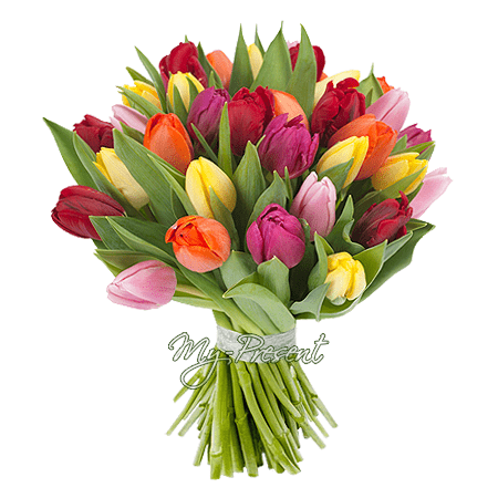 Bouquet de tulipes – élégance classique et symbole de respect