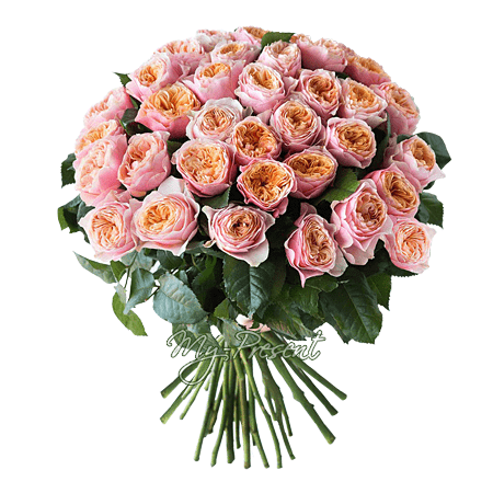 Bouquet of peony roses - when love unfolds petal by petal