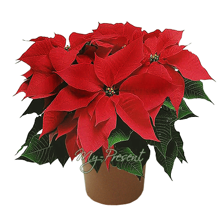 Poinsettia — una flor llena de la magia de las fiestas.