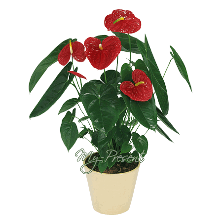 Anthurium